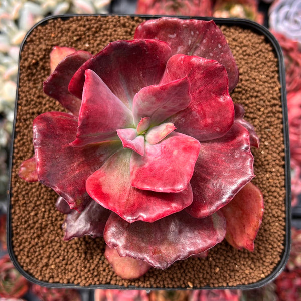 Echeveria 'Diamond State' Variegated 5" Succulent Plant