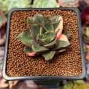 Echeveria 'Monocerotis' Variegated 1" Succulent Plant