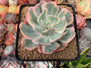 Echeveria 'Secunda' Variegated 4" Succulent Plant