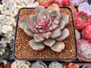 Echeveria 'Moranii' 2"-3" Succulent Plant