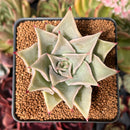 Echeveria 'Madiba' 2"-3" Succulent Plant