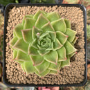 Echeveria Agavoides 'Piet' Variegated 3" Succulent Plant