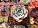 Echeveria 'Brinks Blue' 2" Powdery Succulent Plant