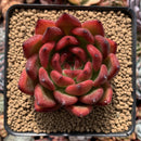 Echeveria Agavoides 'Morgain' 3"-4" Succulent Plant