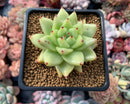 Echeveria Agavoides 'Maria' 3" Succulent Plant
