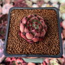 Echeveria Agavoides sp. 1" Succulent Plant