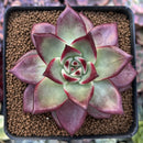 Echeveria Agavoides 'Red Beach' 3" Succulent Plant
