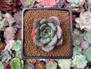 Echeveria 'Monello' 1" New Hybrid Succulent Plant