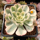 Echeveria 'Compton Carousel' 2" Succulent Plant