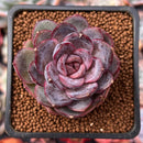 Echeveria 'Mirine' 1"-2" Succulent Plant
