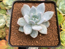 Echeveria 'Laui' x 'Blue Bird' Hybrid 2" Succulent Plant