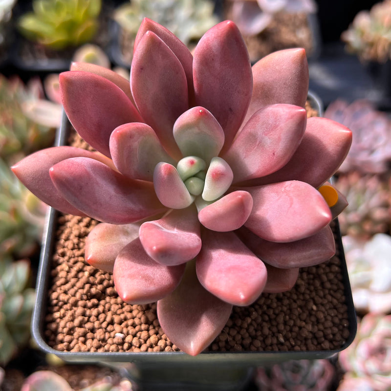 Ruby Succulent Graptoveria 'Ruby Donna' 2
