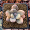 Pachyphytum 'Oviferum' Variegated 2” Succulent Plant