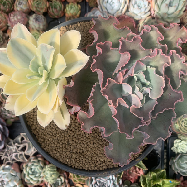 succulents australia sales Echeveria 'Japan Moon River' Variegated 8" Large Cluster Succulent Pla – True Succulents Plant Co