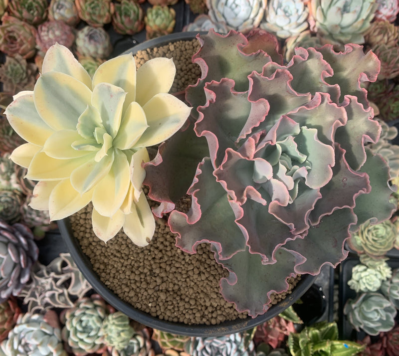 variegated succulents australia Echeveria 'Japan Moon River' Variegated 8" Large Cluster Succulent Pla – True Succulents Plant Co