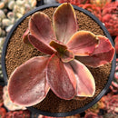 Echeveria 'Fimbriata' Variegated AKA 'Fasciculata' 3" Succulent Plant