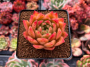 Echeveria Agavoides 'Medina' 2"-3" Succulent Plant