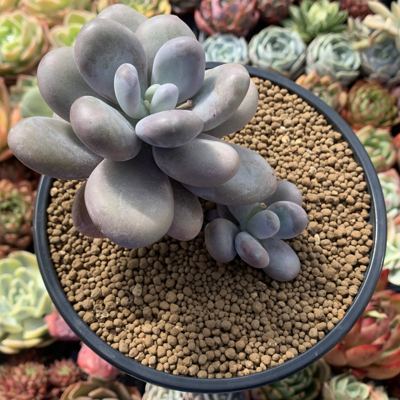 pachyphytum oviferum succulent Pachyphytum Oviferum 'Moon Stone' 4" Cluster Succulent Plant