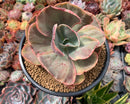 Echeveria sp. Variegated *NOT A TRUE ZUSUNG ICE AGE* 6" Succulent Plant