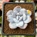 Echeveria 'Laui' 1" Powdery Succulent Plant