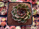 Echeveria Agavoides 'Eclipse' 3" Succulent Plant