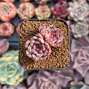 Echeveria 'Wiz Beauty' 1" Small Succulent Plant