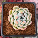 Echeveria 'Ghost' 2" Succulent Plant