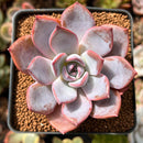Echeveria 'Charming Stone' 2" Succulent Plant