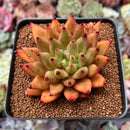 Echeveria Agavoides 'Shaikh' 2"-3" Succulent Plant