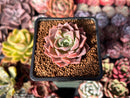 Echeveria Hybrid sp. 1"-2" Succulent Plant