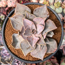 Echeveria 'Rodolfi' 4" Succulent Plant