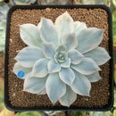 Echeveria 'Subsessilis' Variegated 3" Succulent Plant