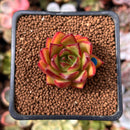 Echeveria Agavoides 'Zeck' 1" Succulent Plant