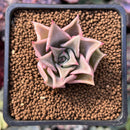 Echeveria 'Madiba' 1" Succulent Plant
