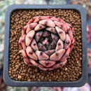 Echeveria Agavoides 'Black tip' 1" Small Succulent Plant