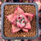 Echeveria Agavoides 'Soul Shooting' 1" (Seed Grown) Succulent Plant