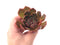 Echeveria Agavoides 'Santa Lewis' 3" Succulent Plant
