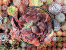 Echeveria 'Linguas' Crested 5" Very Rare Succulent Plant
