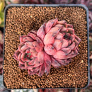 Echeveria 'Nomad' 2" Cluster Succulent Plant