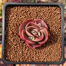 Echeveria 'Red Tan' 1" Succulent Plant