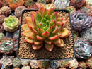 Echeveria Agavoides 'Emperor's Dream' 3" Succulent Plant