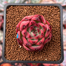 Echeveria Agavoides 'Fire Pillar' 2" Succulent Plant
