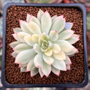 Echeveria 'Mebina' Variegated 2" Succulent Plant