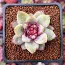 Echeveria 'German Champaign' 1" Succulent Plant