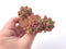 Echeveria Agavoides Gilva Crested 4” Rare Succulent Plant