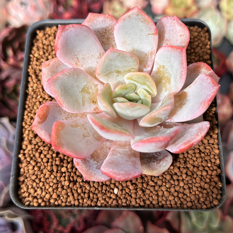 frosty blue succulent flower Echeveria 'Frost Blue' 2"-3" Air Magic Hybrid Succulent Plant – True Succulents Plant Co
