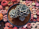 Pachyveria 'Orpet' 4" Cluster Succulent Plant