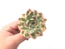 Echeveria 'Mebina' Variegated 3" Large Rosette Succulent Plant