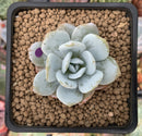 Echeveria 'Laui' 1" Powdery Succulent Plant