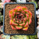 Echeveria Agavoides 'Chalstone' 2" Succulent Plant